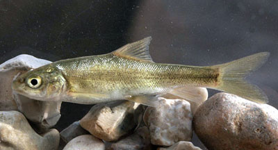 Capoeta damascina